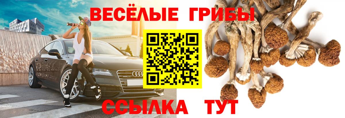 Псилоцибиновые грибы Psilocybine cubensis Коммунар